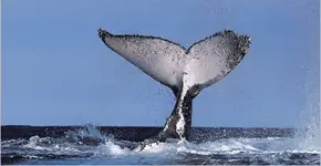 Cape Whale