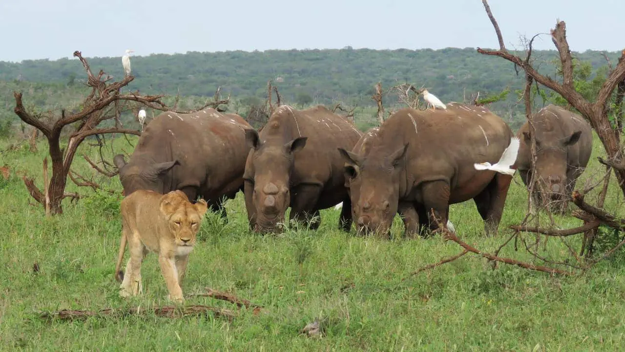 Conservation Rhino Horn
